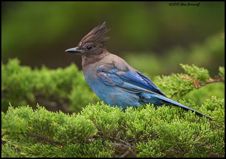 _0SB4716 juvenile stellers jay.jpg